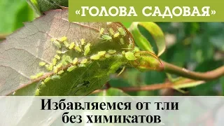 Голова садовая - Избавляемся от тли без химикатов