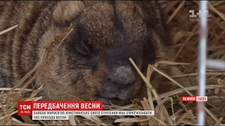 Львівський бабак напророчив ранню весну