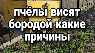 пчёлы висят бородой какие причины