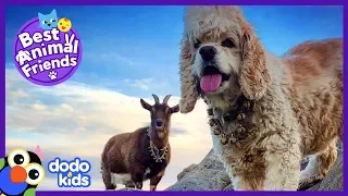 Maggie The Dog And Frankie The Goat Explore The World Together | Dodo Kids: Best Animal Friends