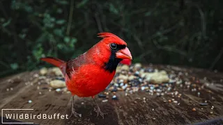 Colorful Cardinals Chirping and Eating Seeds in Backyard