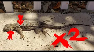 Test Gamo PR-776 Revolver on Backyard Lizard & Bird