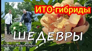 ИТО-пионы - шедевры гибридизатора Андерсона / Сад Ворошиловой