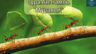 Коран для успокоения сердец | Сура Ан-Намль