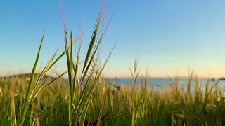 Natural stress relief I Cute swaying reeds video with relaxing piano music for healing your soul