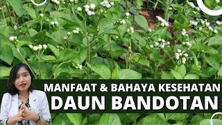 Benefits and Dangers of BANDOTAN LEAVES for HEALTH | Dr. Emasuperr