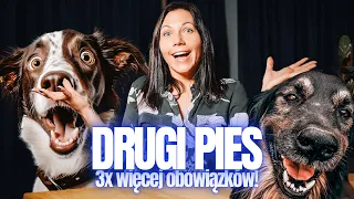 Drugi pies... czego nikt Ci nie powie | Czy Snickers będzie miał braciszka?