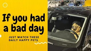 If you had a bad day, just watch these daily happy pets | Day 30