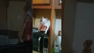 911 team  caught cat stealing food