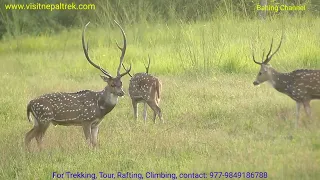 Mating Season of Spotted deer  at Chitwan National Park.