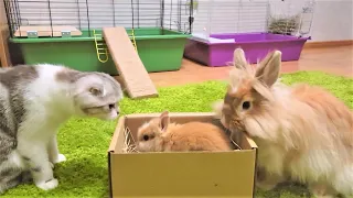 Our Rabbit has a little sister. The reaction of a rabbit to a little rabbit.