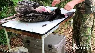 *Wild turkey* catch clean cook