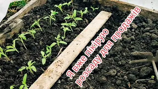 Пікіровка розсади помідорів в тунелі на вулиці. Початок є 🍅