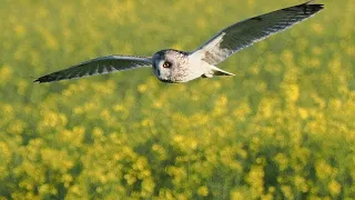 Eine Rügener Sumpfohreule ( Short eared Owl ) zur Dämmerung auf der Jagd #Vogelbeobachtung