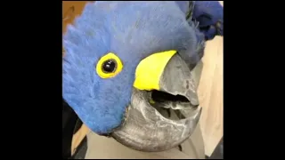 Funny parrots #3 - Забавные попугаи, приколы с попугаями (Coub, TikTok)