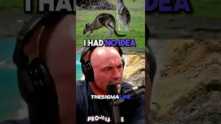 Mobs of Kangaroos Taking over Australia - Joe Rogan