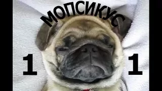 Приколы с мопсами | Смешные мопсы |Best funny dogs