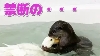 お姉さんが寝てる隙にカワウソとアヒルがあんな事になるなんて・・・