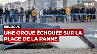 Une orque mâle s’échoue à la Panne - RTBF Info