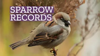 Sparrow Records