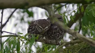 2 chevêches se bécotent