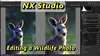 Nikon NX Studio Editing a Wildlife Photo