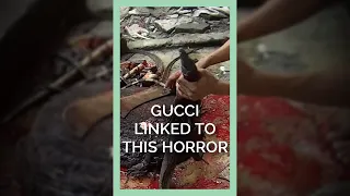 Gucci Linked to This Lizard Slaughterhouse #shorts