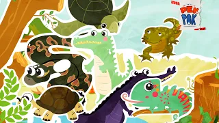 🌟 ¡REPTILES PELIGROSOS! 🐊🦎🐍#HolaPekYPok