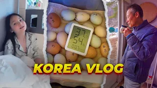 Куда мы пропали? Яйца, дача ^^ KOREA VLOG