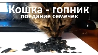 Кошка ест семечки - кошка гопник