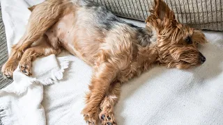 Indoor Activities to Keep Your Yorkie Entertained on Rainy Days PART 2