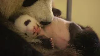 BÉBÉ PANDA : naissance extraordinaire !