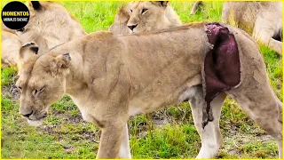 30 Momentos Horribles Cuando El León Se Mete Con Los Oponentes Equivocados | Animales Salvajes