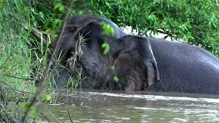 BORNEAN PYGMY ELEPHANT #borneo  #endemic  #elephant #wildlife #rare #birds #birding