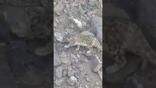 Snow Leopard Falling of Cliff, Snow Leopard plummeted down side of mountain while climbing ❄️🐆🏔