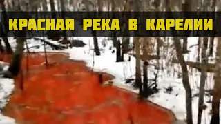 Загрязнение воды в Карелии - экологические катастрофы #shorts