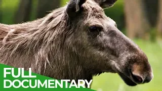 Moose - Giants of Sweden's Forests | Free Documentary Nature