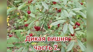 Собрали и переработали 14 литров дикой вишни. Челябинская область.