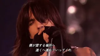 【和訳】Red Hot Chili Peppers - Under the Bridge (Live)