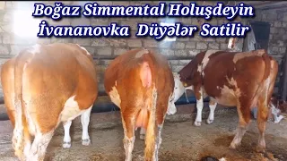 6 BAŞ BOĞAZ SİMMENTAL DÜYƏLƏR SATİLİR TEL:051.792.83.28