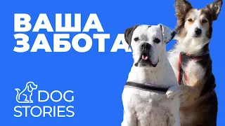 ВАША СОБАКА - ВАША ЗАБОТА 🐕 Кто должен заниматься в семье дома 🐩 Отдать щенка на дрессировку 🐾