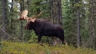 CRAZY CLOSE!! TWO MONSTER CANADIAN BULL MOOSE IN YOUR FACE!!!!!