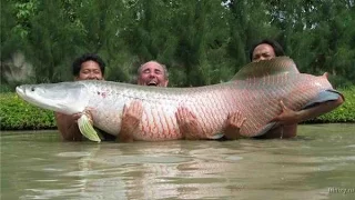 Опаснейшие рыбы Азии. Документальный фильм.