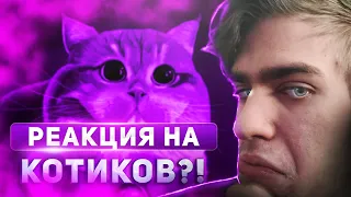 МИЛЫЕ КОТИКИ | РЕАКЦИЯ НА КОТИКОВ | LORIK PLAY