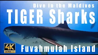 Maldives : Dive with the TIGER Sharks at Fuvahmulah in Southern Maldives 4k - shark dive - showreel