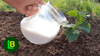 Cucumbers gone wild, tomatoes growing like crazy since I gave them this liquid