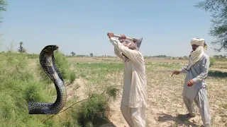 A Man Killed A Snake, The Snke Followed Him Then The Jogis Came And Rescued Him | Naag Jogi animals