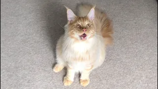 Wholesome Cat Video 🔊 Maine Coon Kitten Growing Up 😻