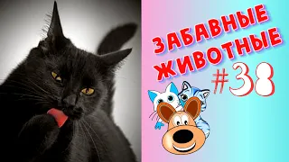 Приколы с Животными #38 / Смешные Животные / Приколы 2020 / Приколы про Животных / Лучшие Приколы