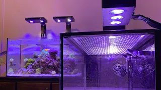 My top 3 picks for best nano reef aquariums!